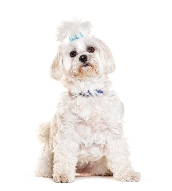 Photo groomed maltese with bluee hair clip and dog collar sitting isolated on white