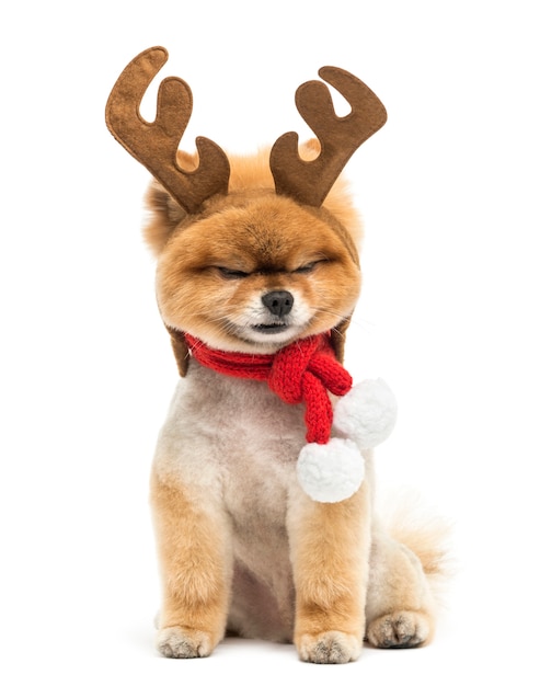 Groomed Pomeranian dog sitting and wearing reindeer antlers headband and a Christmas scarf