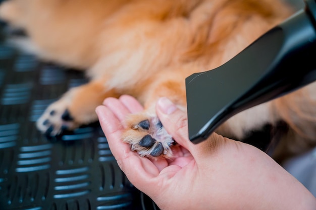 Groomer blow dry a pomeranian dog after washing in at grooming salon