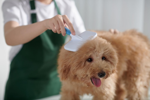 Groomer Brushing Small Dog