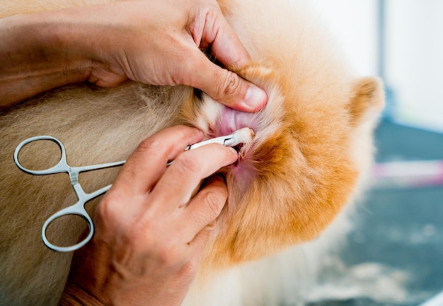 Groomer cleans s pomeranian dog ears at grooming salon