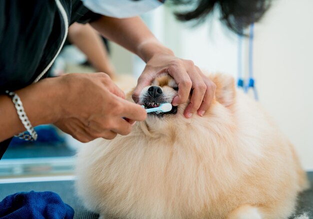 グルーマーはグルーミング サロンでポメラニアン犬の歯をきれいにします