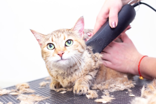 Photo groomer cut cat hair in the salon