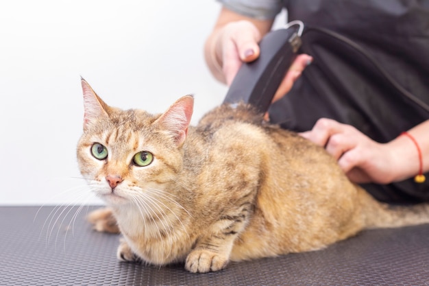 サロンでトリマーが猫の毛をカット