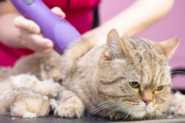 グルーマーはサロンで猫の毛をカットしました。