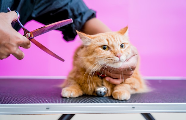 Groomer cutting a beautiful red cat at grooming salon