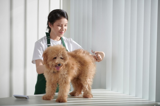 犬のグルーマーカッティングコート