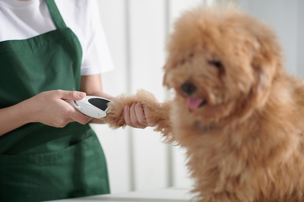 Toelettatore che taglia la pelliccia sulle zampe dei cani