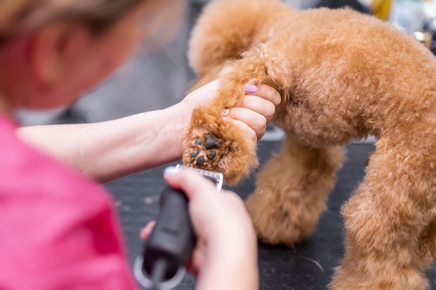 Groomer cutting paw of purebred curly poodle dog by haircut trimming machine in grooming salon