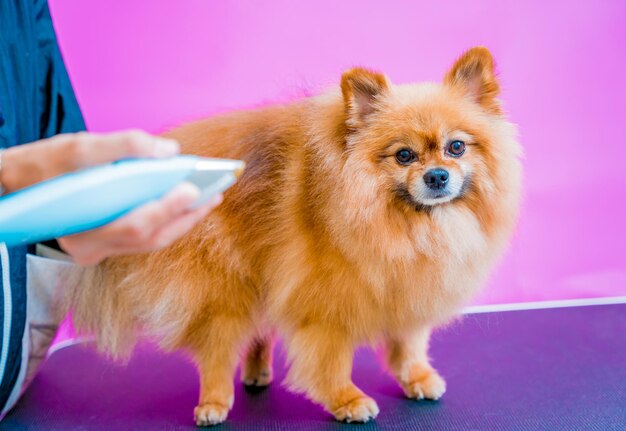 Groomer cutting pomeranian dog at grooming salon