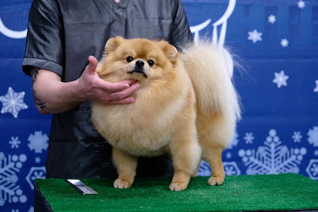 A groomer demonstrates a pomeranian hairstyle at salon grooming competitions with a double coat type