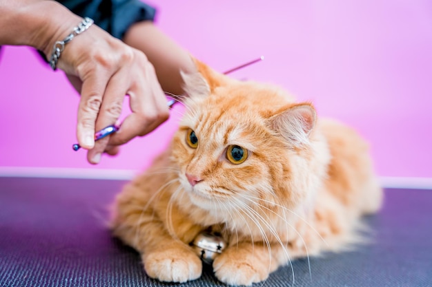 Groomer die een mooie rode kat snijdt bij trimsalon