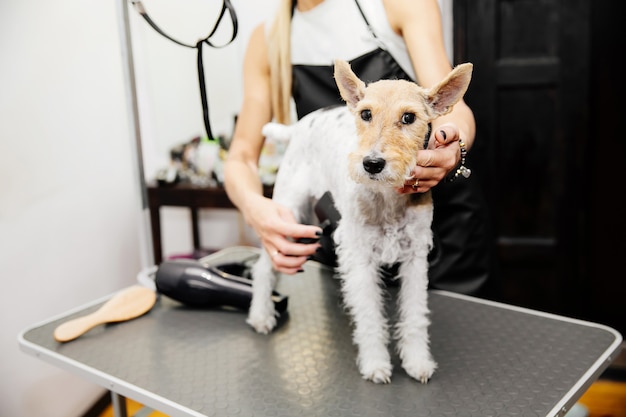 Groomer die het haar van de hond verzorgt