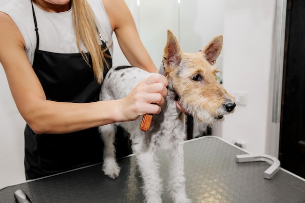 Groomer die het haar van de hond verzorgt