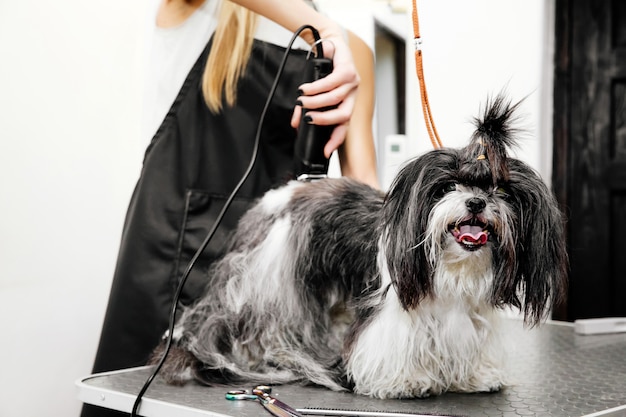 Groomer die het haar van de hond verzorgt