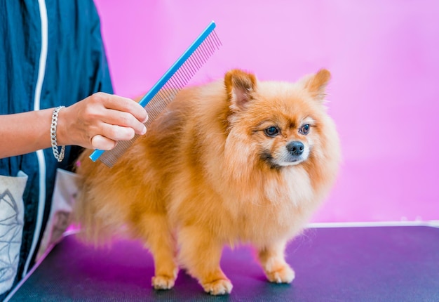 Groomer die Pommerse hond snijdt bij trimsalon