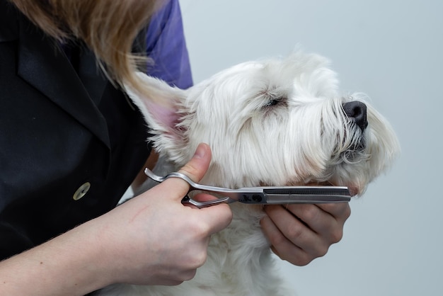Un toelettatore taglia i capelli a un cane west highland white terrier con le forbici