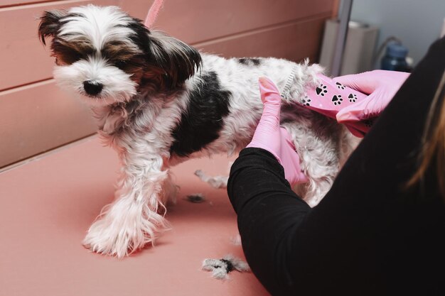 Foto groomer grooming hond met clipper