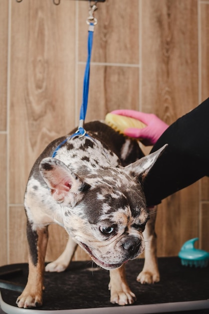 Foto groomer kamt een hond met een kam