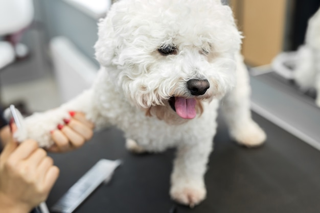 Photo groomer performing combing and haircut a dog bichon frise in the barber shop for dogs