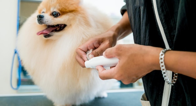 Groomer polijstklauwen een pomeranian hond bij trimsalon