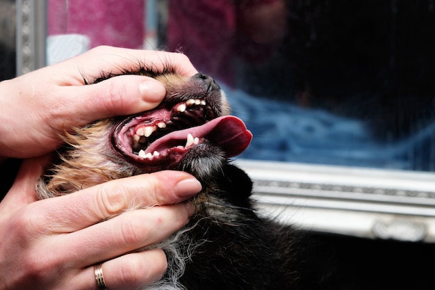 Groomer pronkt met Pommerse tanden na echografie.