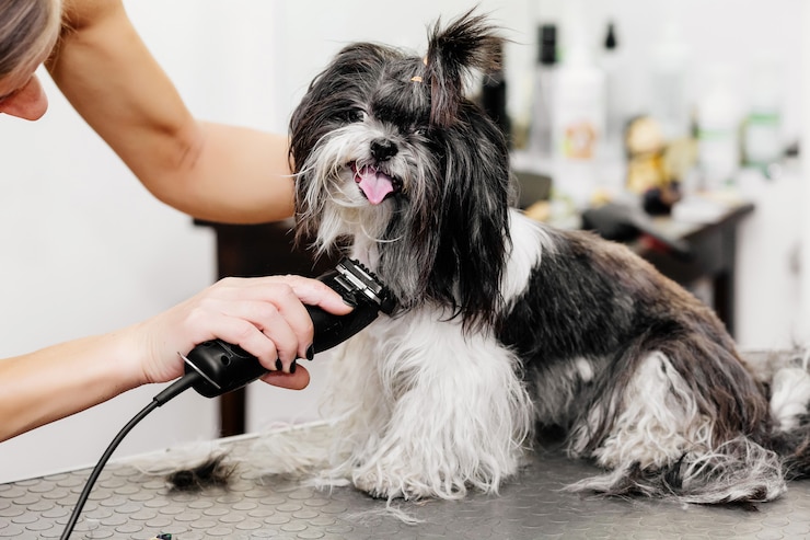 Photo 犬の毛の世話をするトリマー