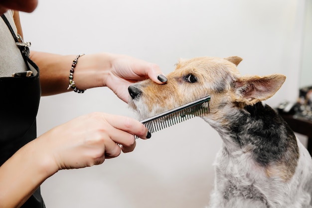 写真 犬の毛の世話をするトリマー