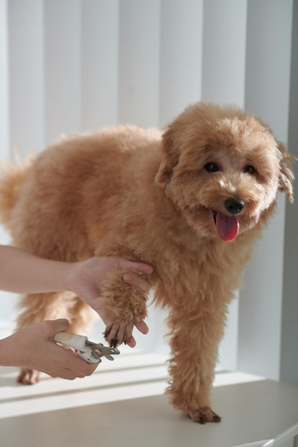 Groomer Trimming Nails of Dog