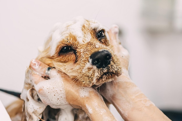 The groomer washes the dog in the bathroom