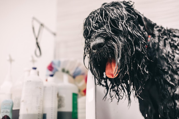 The groomer washes the dog in the bathroom