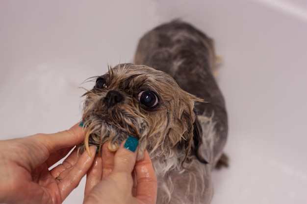 The groomer washes the dog. Wet dog in the bathroom. Dog care.