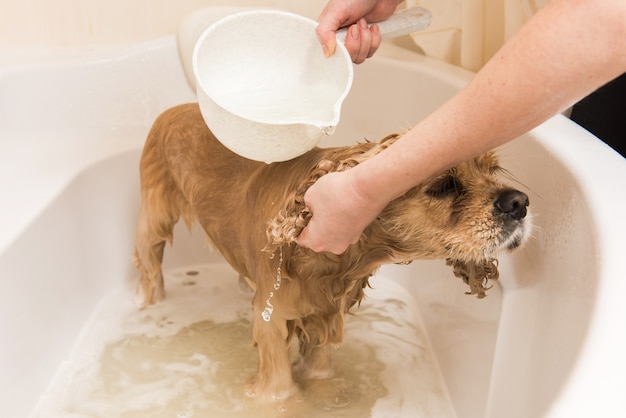 Groomer washes dog with foam and water