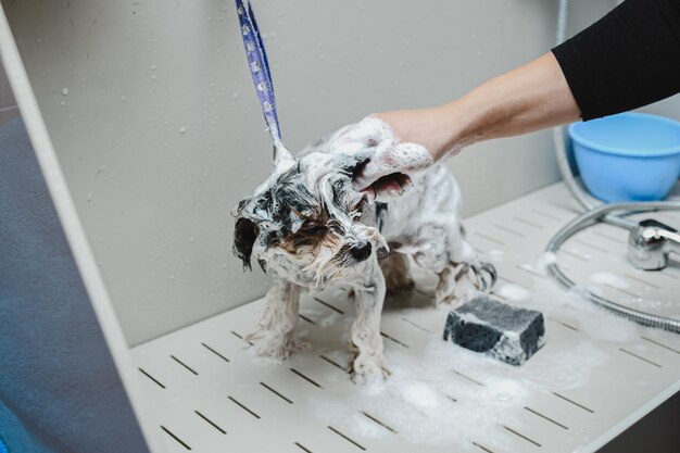 Photo groomer washes a small dog