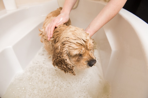 Groomer wast de hond met schuim en water