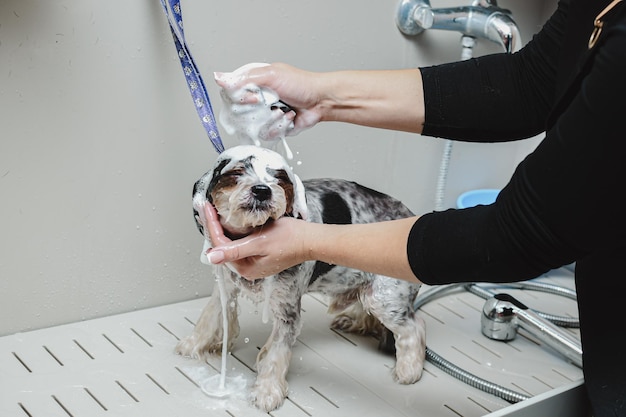 Foto groomer wast een kleine hond