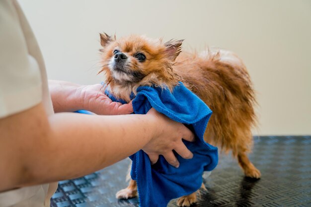 Groomer wipes a pomeranian dog after washing in at grooming salon