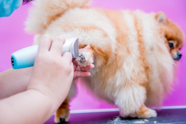 Groomer with protective face masks cutting pomeranian dog at grooming salon
