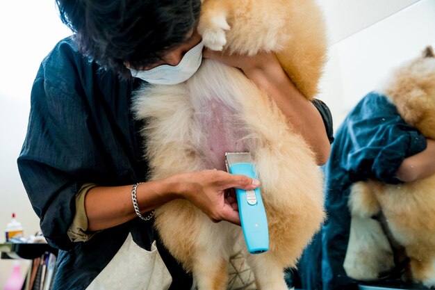 Groomer with protective face masks cutting pomeranian dog at grooming salon