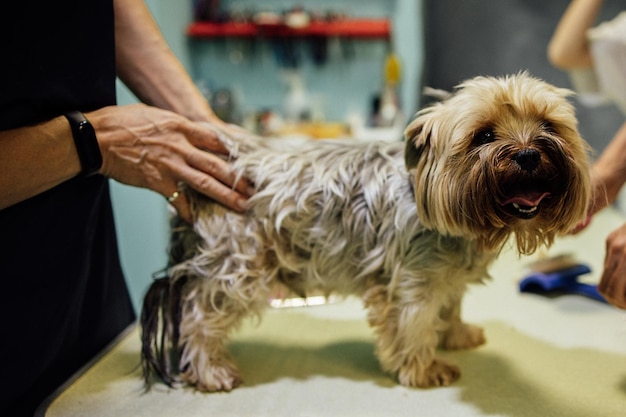 groomer woman cutting and combing dog at grooming salon professional care of pets concept