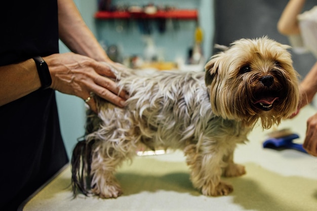 Foto donna pettinatrice che taglia e pettina il cane in un salone di pettinaggio concetto professionale di cura degli animali domestici