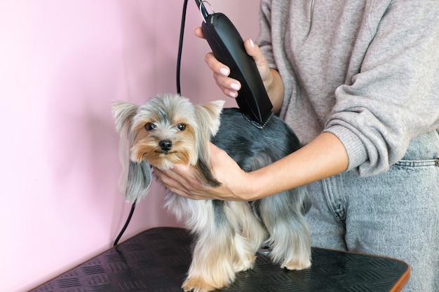 Toelettatore che lavora in salone, che fa taglio di capelli al salone per animali domestici.