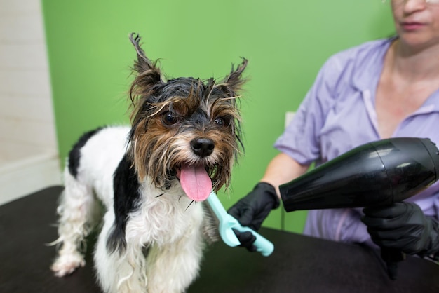 Grooming animals grooming drying and styling dogs combing wool Grooming master cuts and shaves cares for a dog Beautiful Yorkshire Terrier