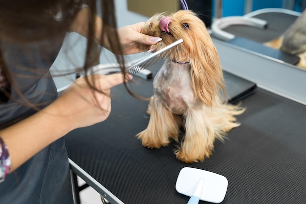 毛づくろい動物の手入れ乾燥とスタイリング犬の毛を梳く