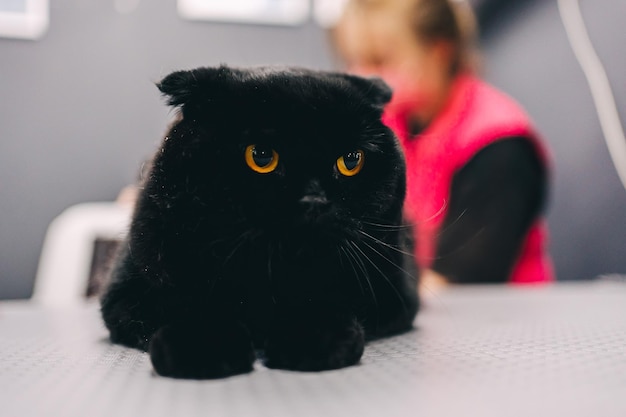 Grooming a black cat