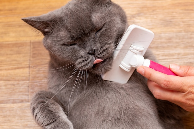 Grooming brushing gray pretty cute cat with a brush