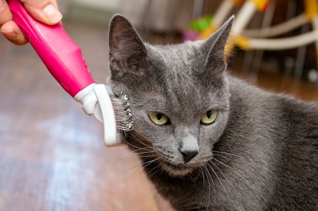 グルーミングは、グルーミング用の特別なブラシで灰色のかわいい猫をブラッシングします。ペットケア