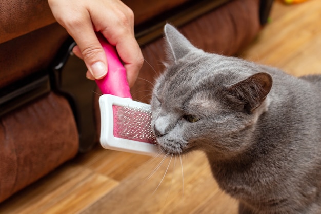 Grooming brushing gray pretty cute cat with a special brush