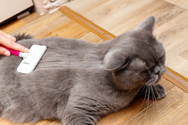 Grooming brushing gray pretty cute cat with a special brush