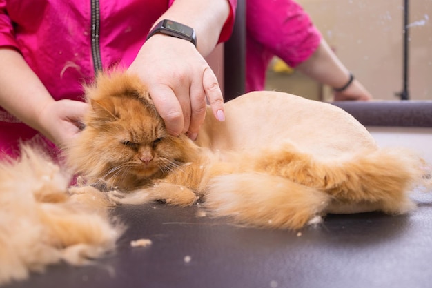 髪を落とすためのツールで猫をグルーミングします。医学、ペット、動物、ヘルスケア、人々の概念。